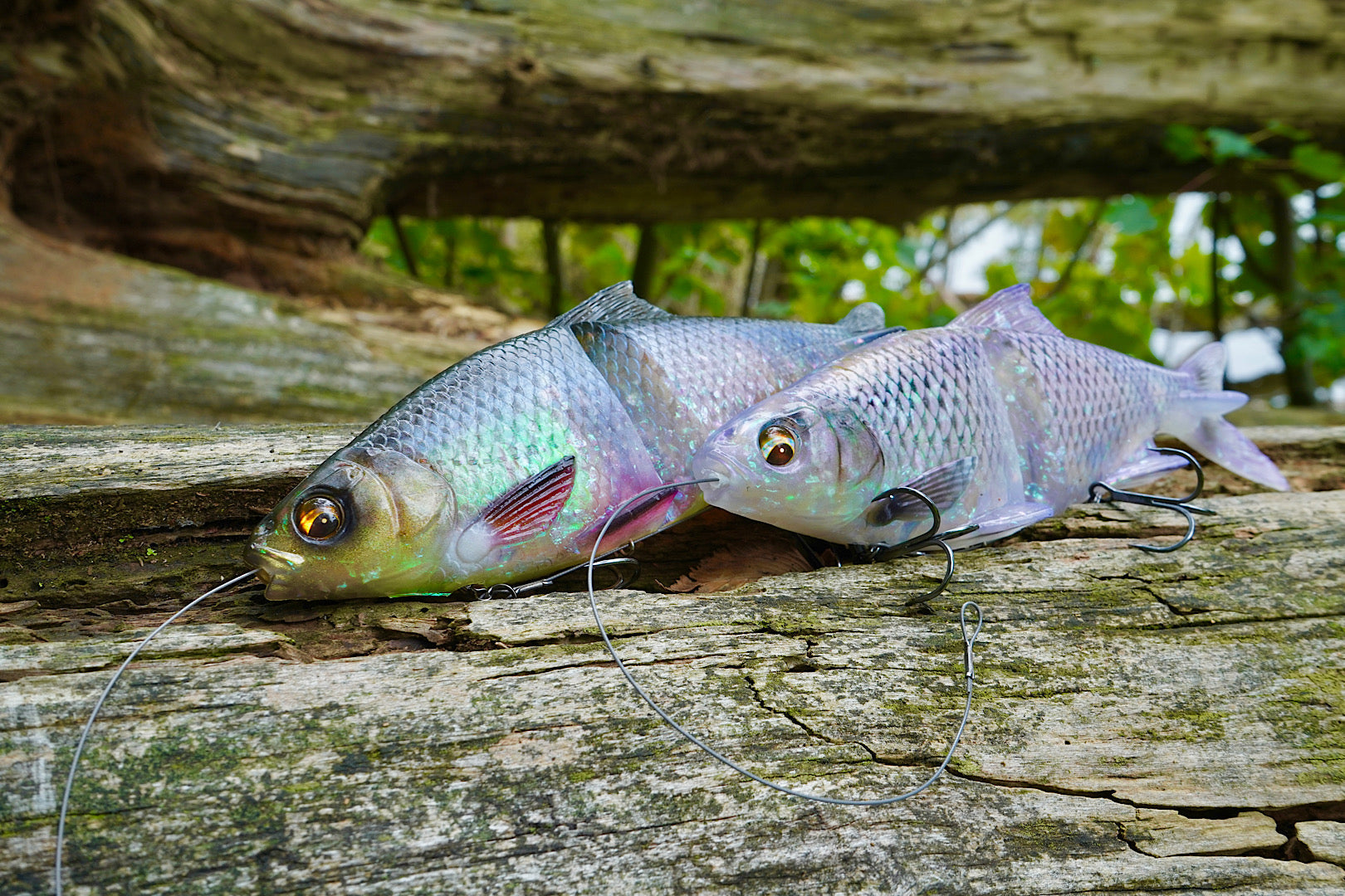 Savage Gear 3D Glide Roach Review | Soft Glidebait for Pike Line Thru Charlie's Fishing Savage Gear 3D Glide Roach Review | Soft Glidebait for Pike Line Thru Charlie's Fishing