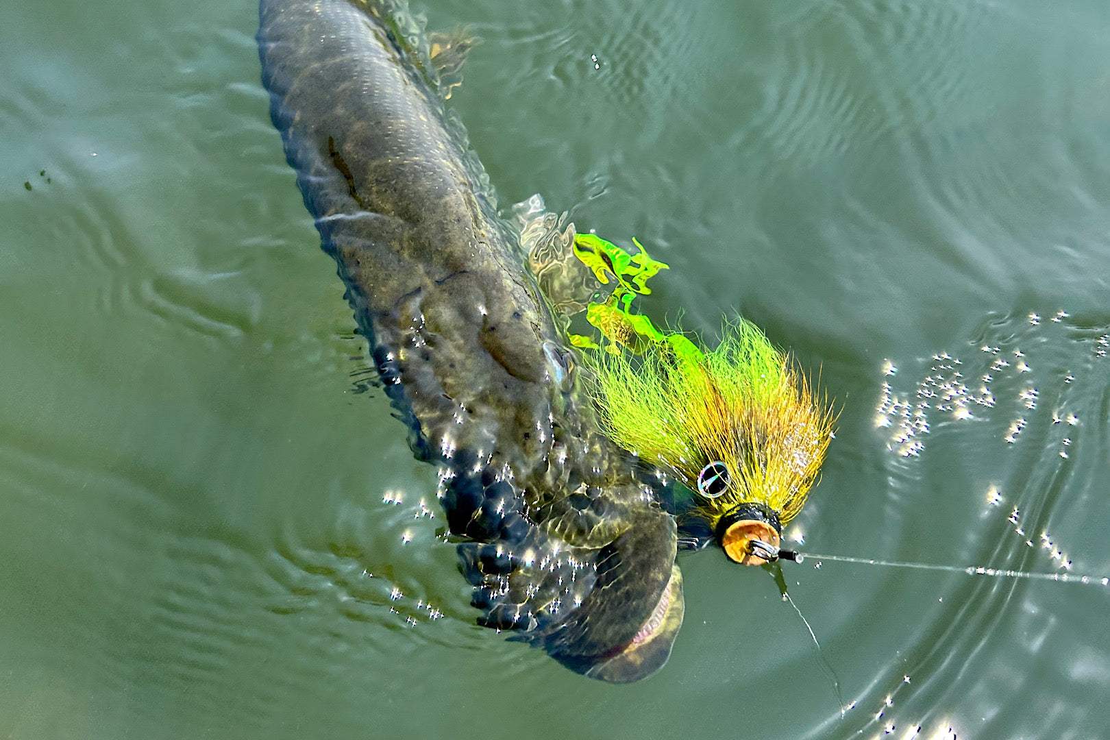 Charlie's Mustache Mouse Baby fishing lure combo with VMC Mustache Shallow Baby, CWC Mini Mouse Tail, and VMC Pike Chain for predator fishing