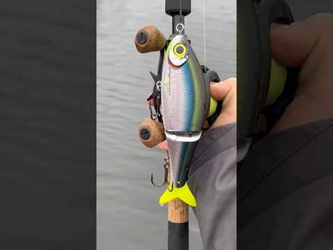 Load video: Rapala Super Shadow Rap Glide 16