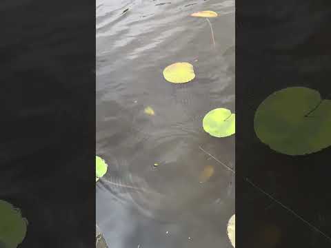 Load video: Charlie's Bucktail Baby Mustache Combo