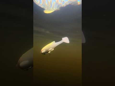 Load video: Hispano Lures Polaris 167