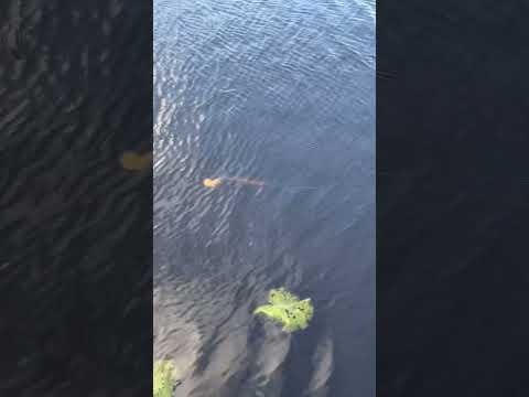 Load video: Savage Gear 3D Line Thru Whitefish Shad XL Limited Edition