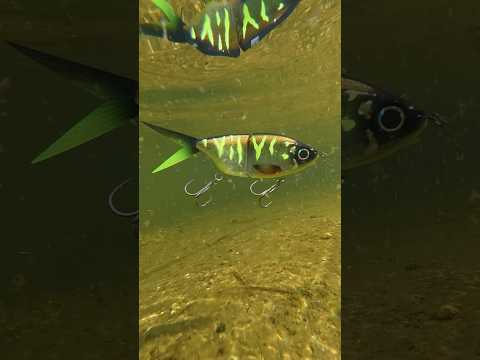 Video laden: ULM Lures Easy Swim 17 cm