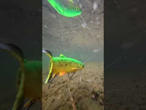 Load video: Savage Gear 3D Line Thru Whitefish 22 cm