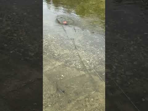 Load video: Savage Gear Mutant Rat 24 cm