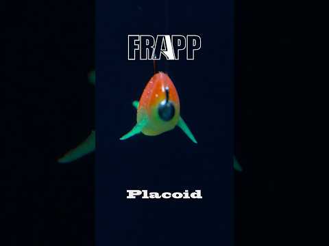Video laden: Frapp Placoid 7"