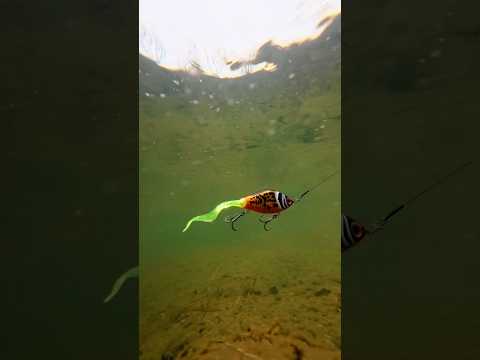 Charger la vidéo: Strike Pro Guppie Junior