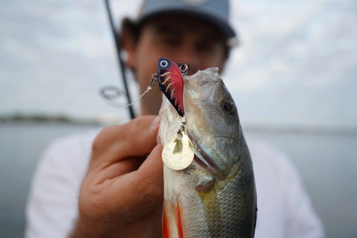 Perch caught on a Rapala Rippin' Spin, lipless crankbait with spinner blade