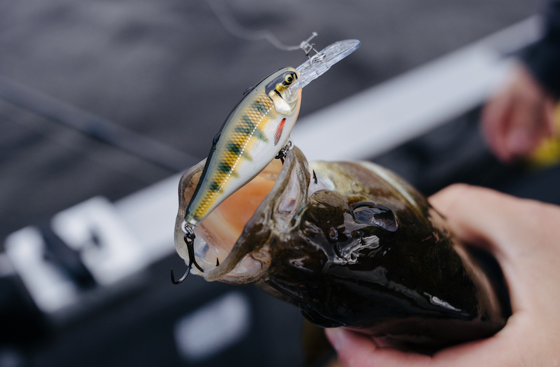 Rapala Shad Rap Elite 75