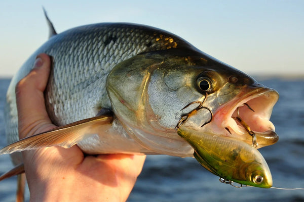 Fisherman catching asp fish with fast surface strike using topwater lure on European river