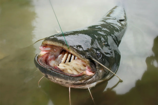 Large European catfish caught with heavy-duty fishing gear in a river setting
