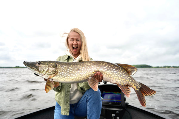 Close-up of a large pike fish caught during predator fishing with modern lures