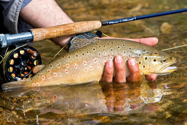 Close-up of a trout fish in clear water, showcasing its natural colors and scales for trout fishing enthusiasts