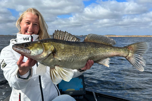 Zander caught using specialized lures for fishing in structured freshwater environments