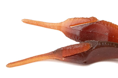 Kaesu Lop Hog claw side view, salted craw