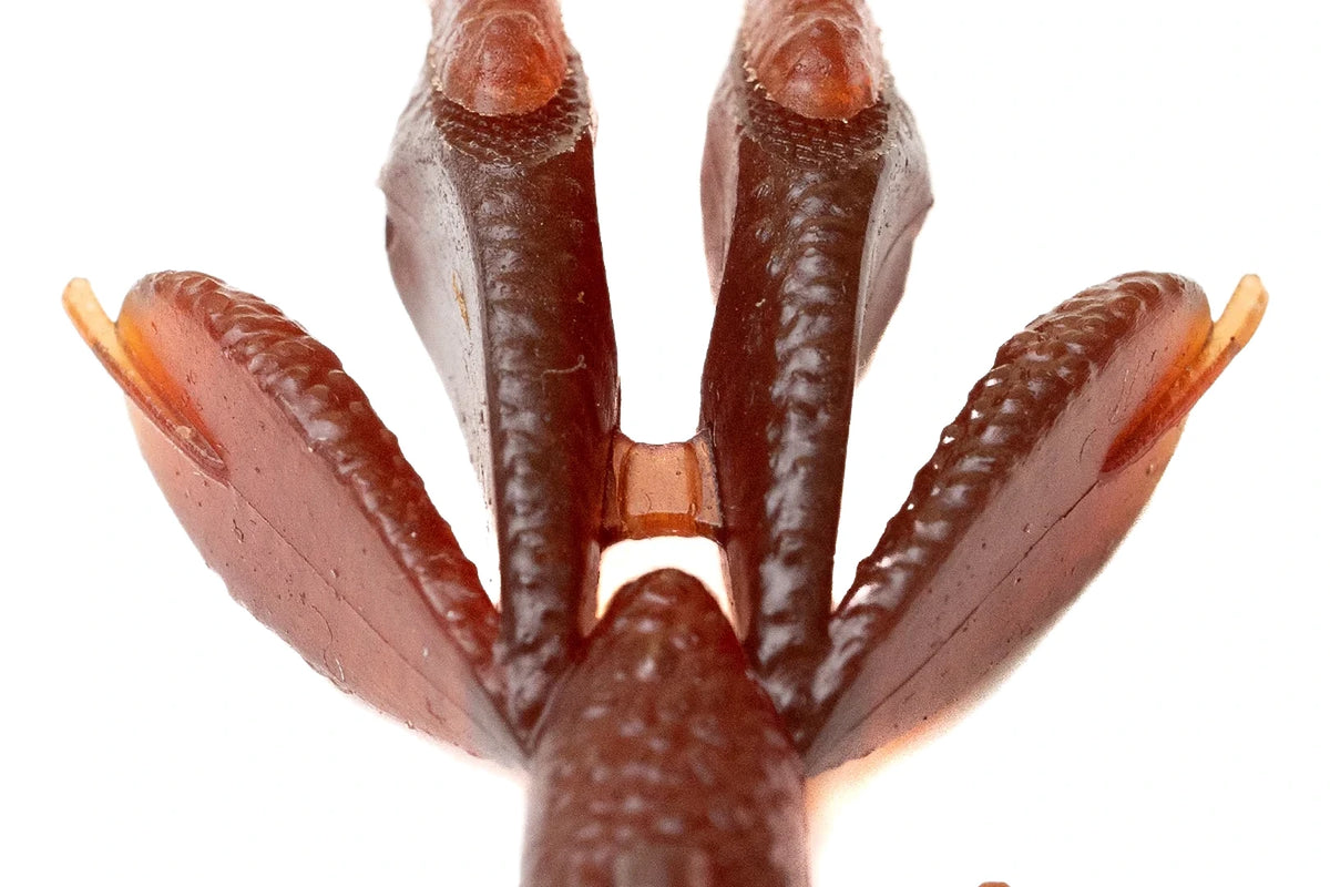Kaesu Lop Hog claws top view, salted craw