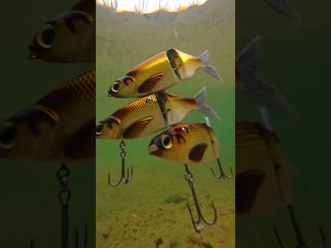 SPRO KGB K-Rig CS-3 | Triple swimbait rig for big pike – Charlie's