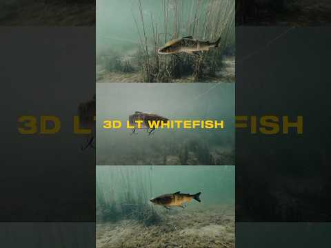 Savage Gear 3D Line Thru Whitefish 36 cm | Savage Gear Softbaits