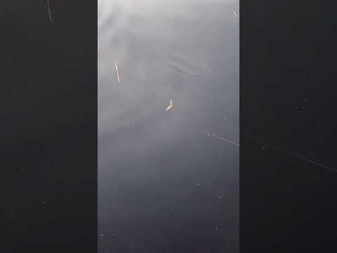 Load video: Swimbait Republic Glideway 126