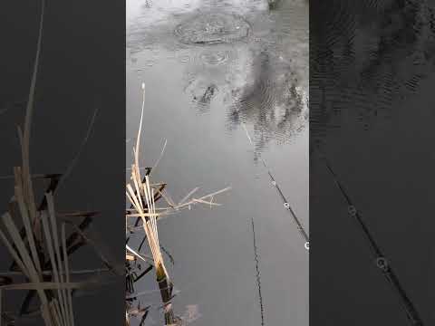 Load video: Nays HNTR 90