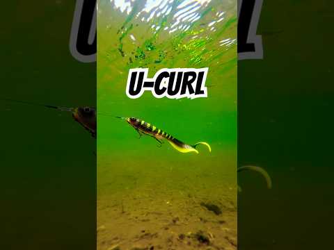 Load video: U-Bait U-Curl 30 cm