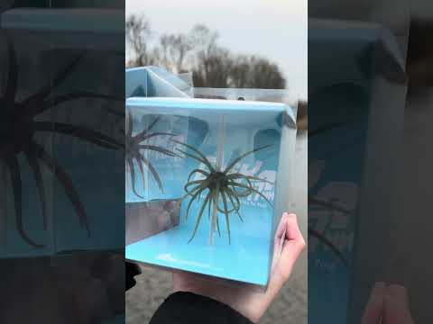 Video laden: HideUp Coike 17 mm