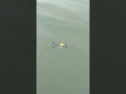 Video laden: Charlie's Mustache Mouse Combo