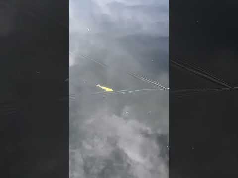 Cargar video: Hispano Lures Polaris 167