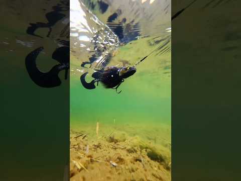 Load video: CWC Double Tail