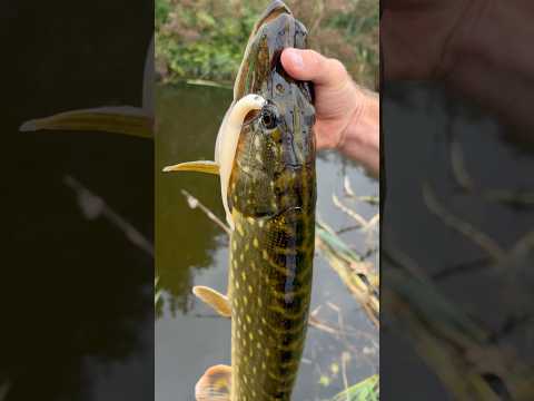 Load video: DSTYLE Virola 6"