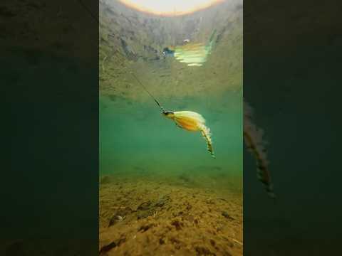 Load video: BIM Tackle Crazy Rabbit JNR