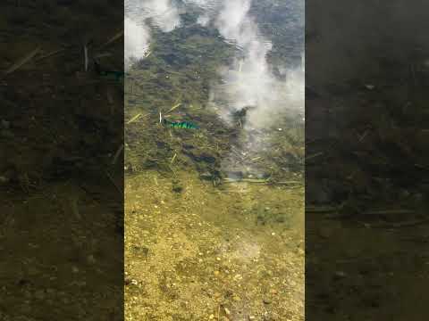 Załaduj wideo: SPRO Swimbait 8" Slow Sink (20 cm)