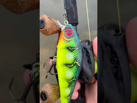 Video laden: Rapala Super Shadow Rap 11
