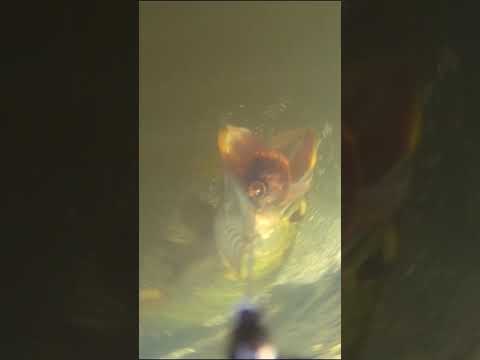 Video laden: Charlie's Mustache Mouse Baby Combo