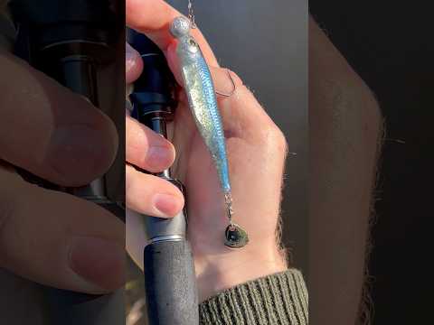 Load video: Fish Arrow Flash Jerk Spin 4"