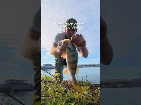 Load video: DSTYLE Virola Type HG 4"